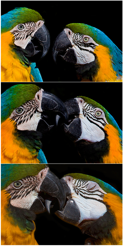 No Mundo animal colorido das aves | fotos de animais selvagens - casal de papagaios a beijarem-se