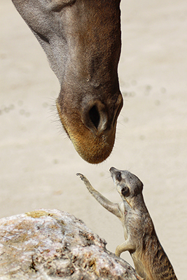 foto mundo animal | fotografia de uma suricada a beijar uma girafa foto | fotos de animais selvagens publicada