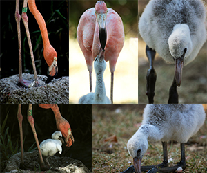  Flamingo bebe - painel do Animais Fotos - Reprodução em cativeiro