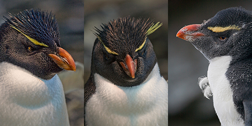 Pinguim saltadordarocha Painel de Fotos de Animais Selvagens -A